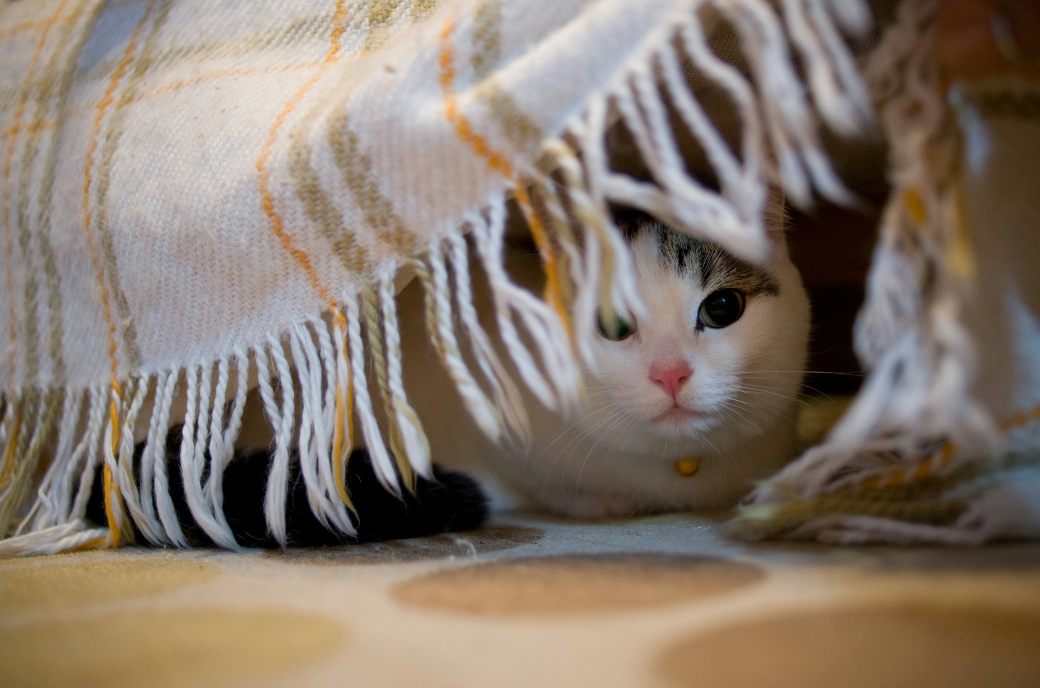why-is-my-cat-hiding-all-the-time,-&-when-should-i-worry?